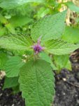 agastache fenouil (Agastache foeniculum) : début de floraison