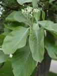 allouchier (Sorbus aria) : boutons floraux