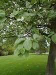 allouchier (Sorbus aria)