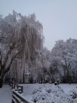 saule pleureur (Salix babylonica)