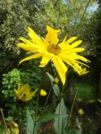 floraison du topinambour (Helianthus tuberosus)