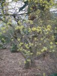 cornouiller mâle (Cornus mas) à Lille-Vauban