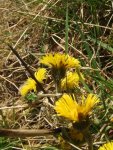 tussilage en fleur (Tussilago farfara), début février