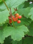 Viorne obier en fruit