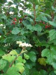 Viorne obier en fleurs et fruits