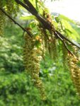 fleur mâle de charme (Carpinus betulus)