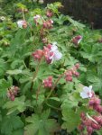 géranium macrorrhizum (Geranium macrorrhizum)