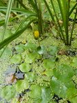 faux nénufar (Nymphoides peltata)