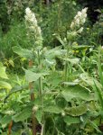 sauge sclarée (Salvia sclarea)