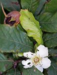 néflier (Mespilus germanica) : fleur et fruit conjoints, fin aout