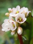 début de floraison du bergénia (Bergenia crassifolia)