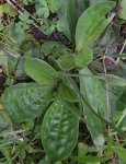 rosette de feuilles du plantain moyen (Plantago media)