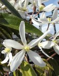 Clematis armandii en floraison