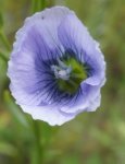lin (Linum usitatissimum) en floraison