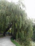 saule pleureur (Salix babylonica)