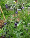 buglosse officinale (Anchusa officinalis)