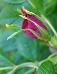rosier rugueux (Rosa rugosa)