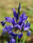 iris de Sibérie (Iris sibirica)