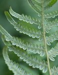 fougère aigle (Pteridium aquilinum)