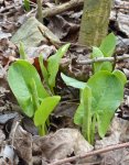 gouet (Arum maculatum) pointant fin février
