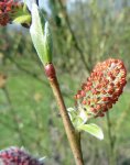 saule pourpre (Salix purpurea)