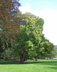 catalpa (Catalpa bignonioides)
