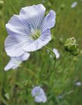 lin (Linum usitatissimum) en floraison