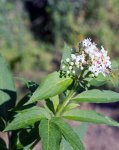 yèble (Sambucus ebulus)