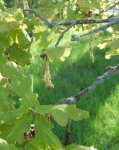 chêne pédonculé (Quercus robur) en floraison