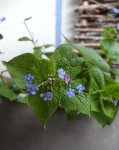 myosotis du Caucase (Brunnera macrophylla)