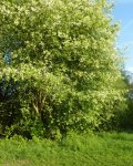 merisier à grappes (Prunus padus)