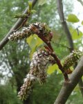 fructifications de peuplier tremble (Populus tremula)