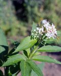 yèble (Sambucus ebulus)