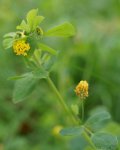 minette (Medicago_lupulina)