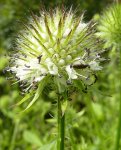 cardère poilue (Dipsacus pilosus) et coléoptère