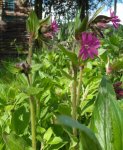 compagnon rouge (Silene dioica)