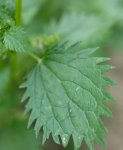 feuillage d'ortie brulante (Urtica urens)