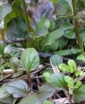 bugle rampante (Ajuga reptans 'Atropurpurea') : stolons