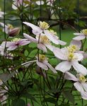 Clématite des montagnes (Clematis montana)