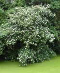 cornouiller sanguin (Cornus sanguinea)
