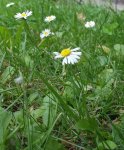 pâquerette Bellis perennis