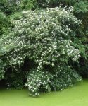 cornouiller sanguin (Cornus sanguinea)