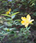 millepertuis à grands fleurs (Hypericum calycinum)