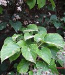 hortensia grimpant (Hydrangea petiolaris) : feuillage