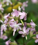 saponaire (Saponaria officinalis)