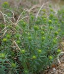 euphorbe petit-cyprès (Euphorbia cyparissias)