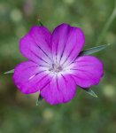nielle des blés (Agrostemma githago)