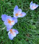 crocus d'automne (Crocus speciosus)