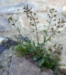 bourse à pasteur (Capsella bursa-pastoris)