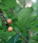 merisier (Prunus avium), début de maturation